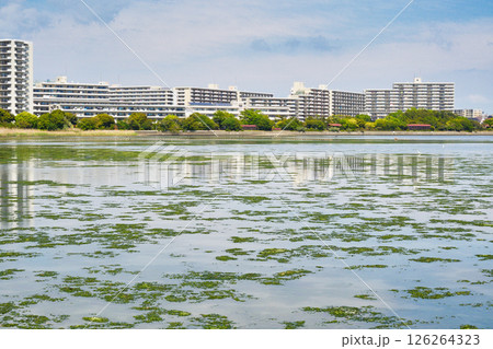 谷津干潟（千葉県習志野市） 126264323