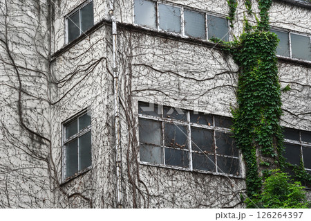 ビルのツタ 126264397