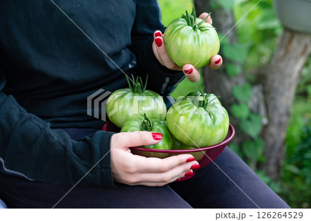 Fresh green tomatoes being harvested in a garden during a sunny afternoon, showcasing the vibrant produce held in a basket by a farmer Fresh green tomatoes being harvested in a garden during a sunny afternoon, showcasing the vibrant produce held in a basket by a farmer 126264529