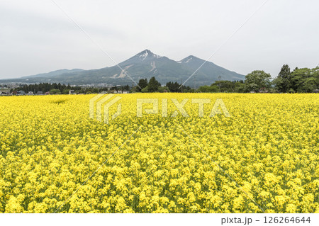 磐梯山と満開の菜の花　福島県猪苗代町 126264644