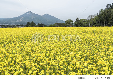 磐梯山と満開の菜の花 福島県猪苗代町 磐梯山と満開の菜の花 福島県猪苗代町 126264646