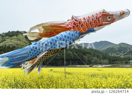 磐梯山と満開の菜の花　鯉のぼり　福島県猪苗代町 126264714