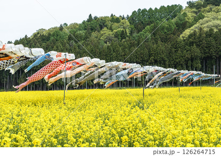 磐梯山と満開の菜の花　鯉のぼり　福島県猪苗代町 126264715