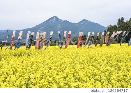 磐梯山と満開の菜の花 鯉のぼり 福島県猪苗代町 磐梯山と満開の菜の花 鯉のぼり 福島県猪苗代町 126264717