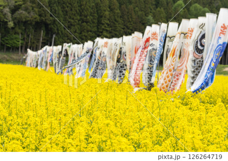 磐梯山と満開の菜の花　鯉のぼり　福島県猪苗代町 126264719