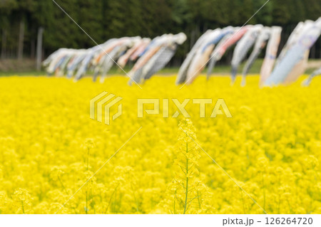 磐梯山と満開の菜の花 鯉のぼり 福島県猪苗代町 磐梯山と満開の菜の花 鯉のぼり 福島県猪苗代町 126264720