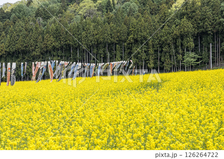 磐梯山と満開の菜の花 鯉のぼり 福島県猪苗代町 磐梯山と満開の菜の花 鯉のぼり 福島県猪苗代町 126264722