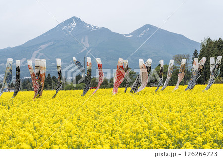 磐梯山と満開の菜の花　鯉のぼり　福島県猪苗代町 126264723