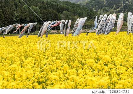 磐梯山と満開の菜の花　鯉のぼり　福島県猪苗代町 126264725
