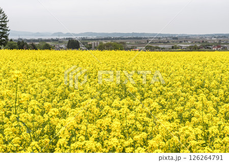 満開の菜の花と遠くに見える猪苗代湖　福島県猪苗代町 126264791