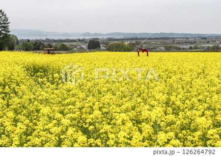 満開の菜の花と遠くに見える猪苗代湖 福島県猪苗代町 満開の菜の花と遠くに見える猪苗代湖 福島県猪苗代町 126264792