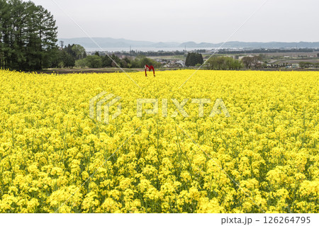 満開の菜の花と遠くに見える猪苗代湖　福島県猪苗代町 126264795