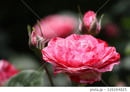 バラ赤から白のグラデーション 126264825