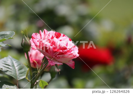 バラ赤から白のグラデーション バラ赤から白のグラデーション 126264826