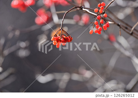 ナナカマドの赤い実 ナナカマドの赤い実 126265012