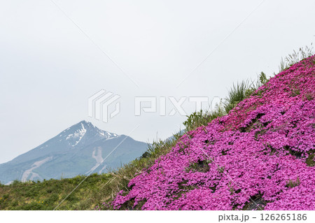 鮮やかに咲いた芝桜と磐梯山 福島県猪苗代町 鮮やかに咲いた芝桜と磐梯山 福島県猪苗代町 126265186