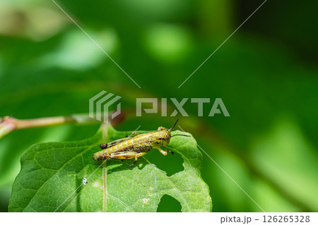 ヤマトフキバッタ幼虫 126265328