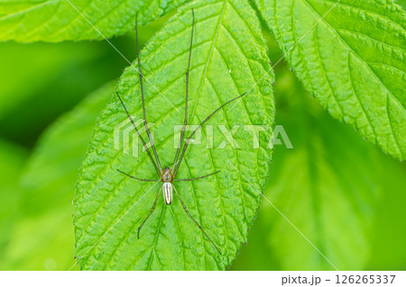 オオシロカネグモ 126265337