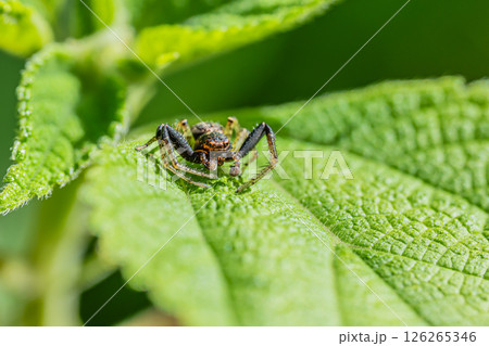 ヤミイロカニグモ(オス) ヤミイロカニグモ(オス) 126265346