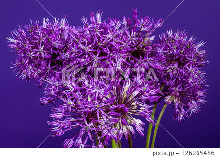 Vibrant Purple Allium Blooms Against a Deep Violet Backdrop Vibrant Purple Allium Blooms Against a Deep Violet Backdrop 126265486