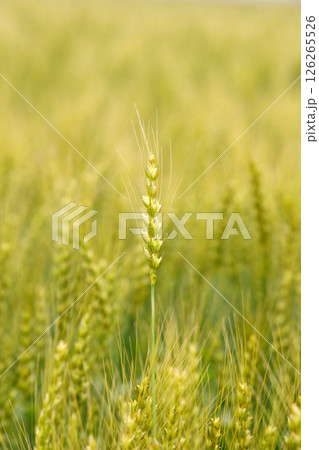 小麦畑 小麦畑 126265526