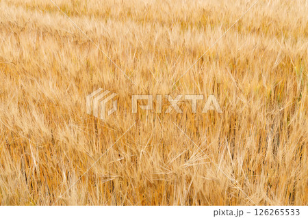 小麦畑 小麦畑 126265533