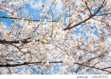 美唄の桜 126265552