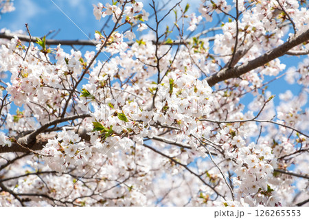 美唄の桜 美唄の桜 126265553