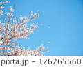 美唄の桜 126265560
