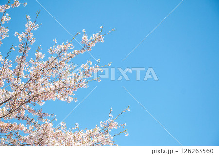 美唄の桜 美唄の桜 126265560