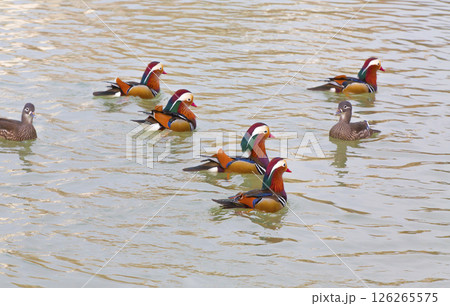 Mandarin ducks swimming in the lake Mandarin ducks swimming in the lake 126265575