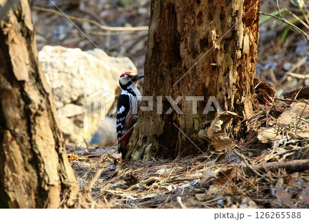 A five-colored woodpecker foraging for food in a rotten tree. 126265588