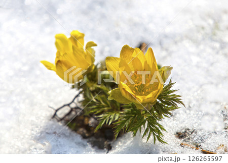 Yellow wildflowers blooming in the white snow Yellow wildflowers blooming in the white snow 126265597