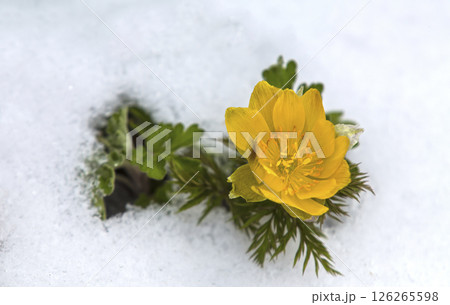 Yellow wildflowers blooming in the white snow 126265598