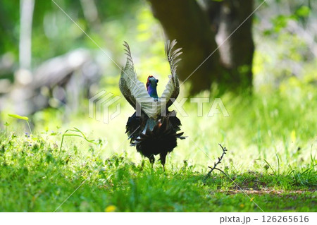 キジ　母衣打ち 126265616