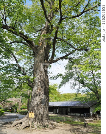 長野県　欅の大木と藤村記念館　5月 126265655