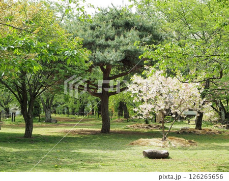 長野県　小諸城址　初夏の馬場の景観　5月 126265656