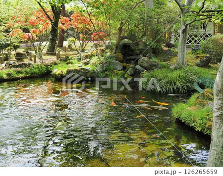 長野県 懐古園 懐古神社の池の景観 5月 長野県 懐古園 懐古神社の池の景観 5月 126265659