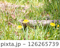 たんぽぽ 126265739