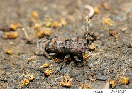 地上を俊敏に移動するトガリシロオビサビカミキリ（自然環境下ストロボマクロ撮影） 126265842