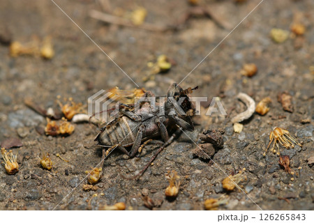 裏返って擬死するトガリシロオビサビカミキリの姿（自然光+ストロボマクロ撮影） 126265843