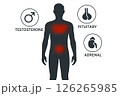 Visualization hormonal balance interaction testosterone, pituitary and adrenal glands using silhouette red gradient, visualization increases relevance of medical education effective wellness issues 126265985