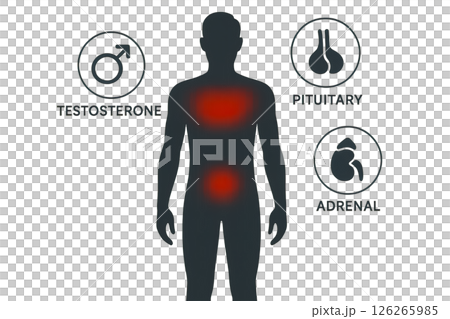 Visualization hormonal balance interaction testosterone, pituitary and adrenal glands using silhouette red gradient, visualization increases relevance of medical education effective wellness issues 126265985