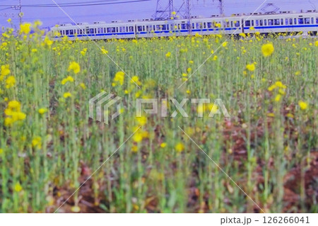 小田急、1982年春の海老名ー厚木間を走る2600形NHE車、1982年3月23日 126266041