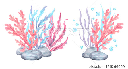 Seaweed with stones and bubbles. Watercolor composition illustration. Marine art of underwater plants. Ocean fauna. Hand drawn isolated art. For marine theme, cards, children's projects, tourism. 126266069