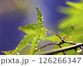 青葉と水滴 126266347