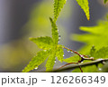 青葉と水滴 126266349