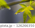 青葉と水滴 126266350