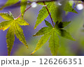 青葉と水滴 126266351