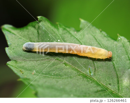 オレンジの頭に黒目がかわいい、黄色と黒が透ける乳白色半透明ボディの葉蜂の幼虫(自然環境下マクロ撮影) オレンジの頭に黒目がかわいい、黄色と黒が透ける乳白色半透明ボディの葉蜂の幼虫(自然環境下マクロ撮影) 126266461
